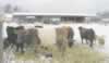 Cows - Scottish Highlanders & Belted Galloways (12,592 bytes)