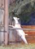 A curious goat (15,083 bytes)