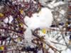 It snowed that morning - after 70 degrees three days before! (28,426 bytes)