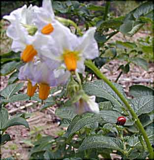 ladybug and potato flowers